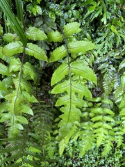 Stegnogramma griffithii