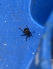 Mononychus punctumalbum