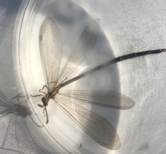 Brachynemurus