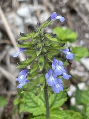 Salvia serotina
