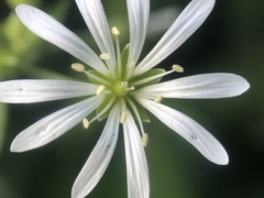 Stellaria nemorum nemorum