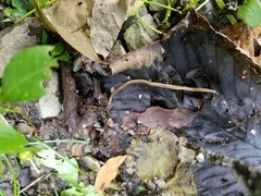 Bipalium pennsylvanicum