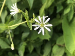 Stellaria nemorum nemorum