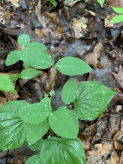 Euphorbia mercurialina