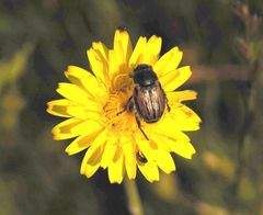 Blitopertha lineolata