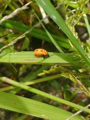 Harmonia octomaculata