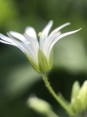 Stellaria nemorum nemorum