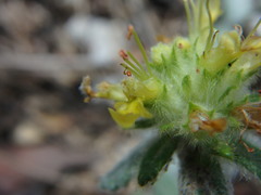 Teucrium aureum