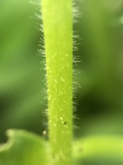 Stellaria nemorum nemorum