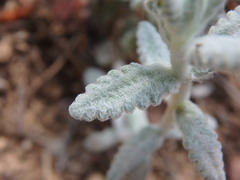 Teucrium aureum