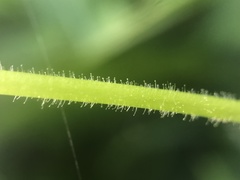 Stellaria nemorum nemorum