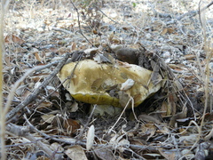 Caloboletus marshii