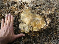 Caloboletus marshii