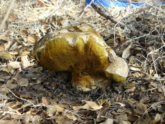 Caloboletus marshii