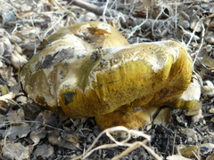 Caloboletus marshii
