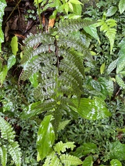 Athyrium silvicola