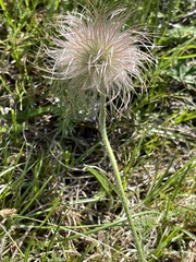 Pulsatilla montana