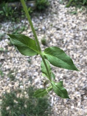 Stellaria nemorum nemorum