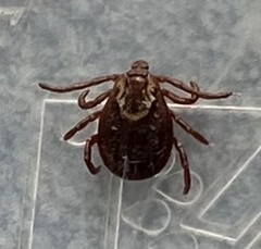 Dermacentor andersoni