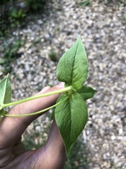 Stellaria nemorum nemorum