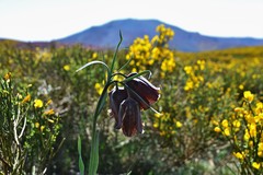 Fritillaria