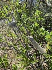 Malacosoma californica