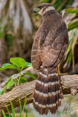 Collared Forest-Falcon photo 3