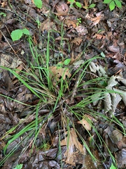 Scleria oligantha
