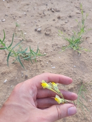 Linaria macroura