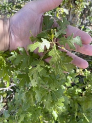 Quercus gambelii