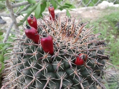 Mammillaria uncinata
