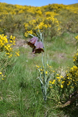 Fritillaria