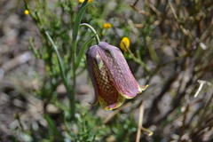 Fritillaria