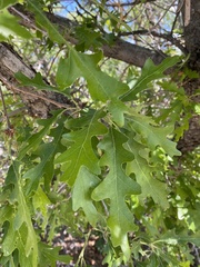Quercus gambelii