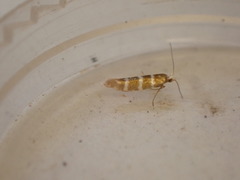 Argyresthia trifasciata