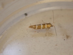 Argyresthia trifasciata