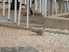 Streptopelia decaocto