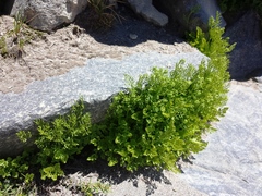 Cryptogramma cascadensis