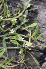 Limosella acaulis