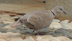 Streptopelia decaocto