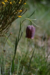 Fritillaria