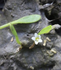 Limosella acaulis