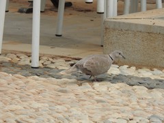 Streptopelia decaocto