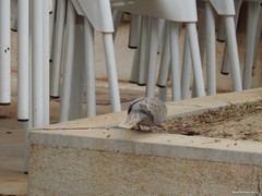 Streptopelia decaocto