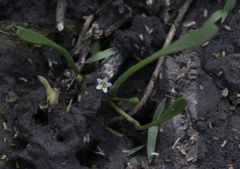 Limosella acaulis