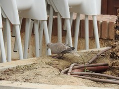 Streptopelia decaocto