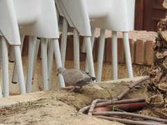 Streptopelia decaocto