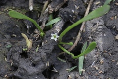 Limosella acaulis