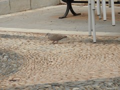 Streptopelia decaocto