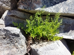 Cryptogramma cascadensis